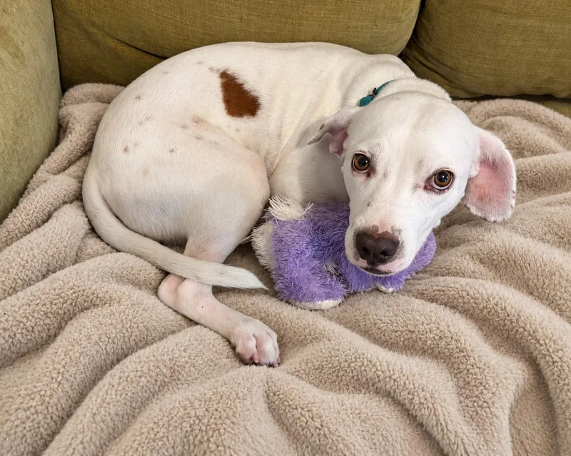 An adult medium-sized male Mixed Breed dog named Pistachio for adoption in Sudbury, MA
