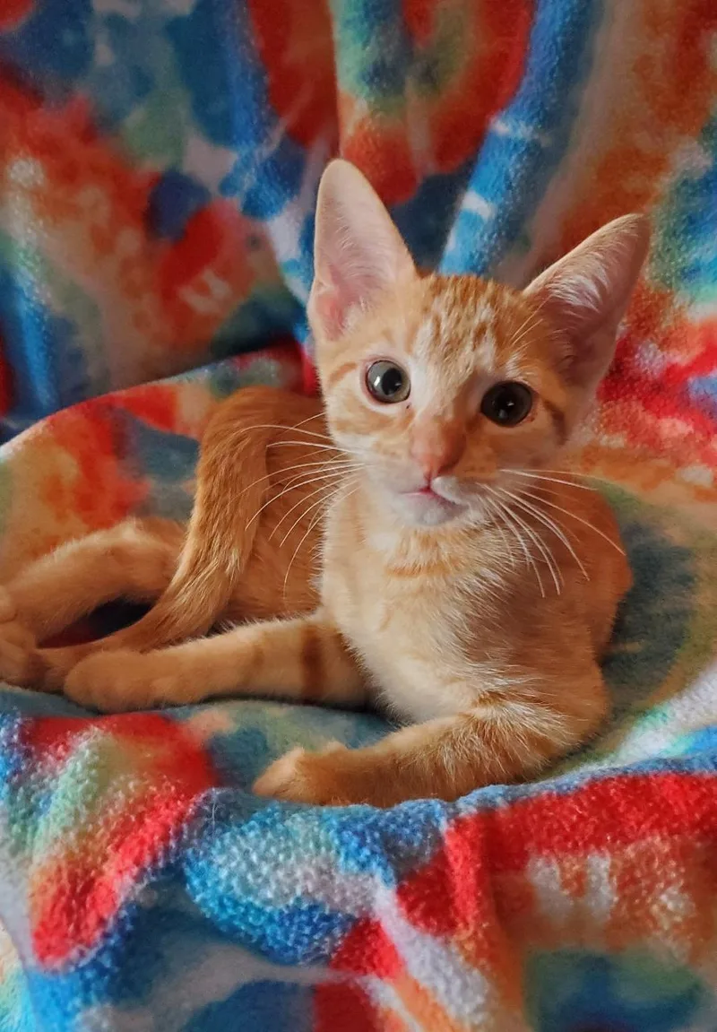 A baby medium-sized female Orange / Red Domestic Short Hair cat named HappyRiley Fuzzel Petsmart for adoption in Spring, TX