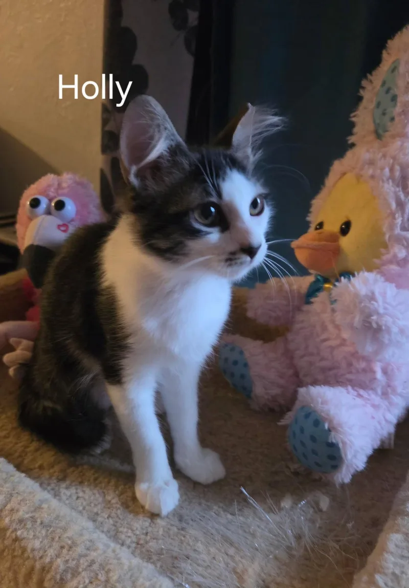 A baby medium-sized female Brown / Chocolate Domestic Short Hair cat named Holly for adoption in Oviedo, FL