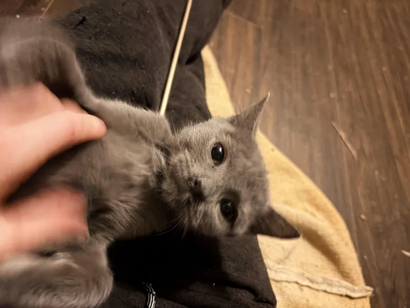 A baby small-sized female Gray / Blue / Silver Russian Blue cat named Animal for adoption in Newark valley, NY