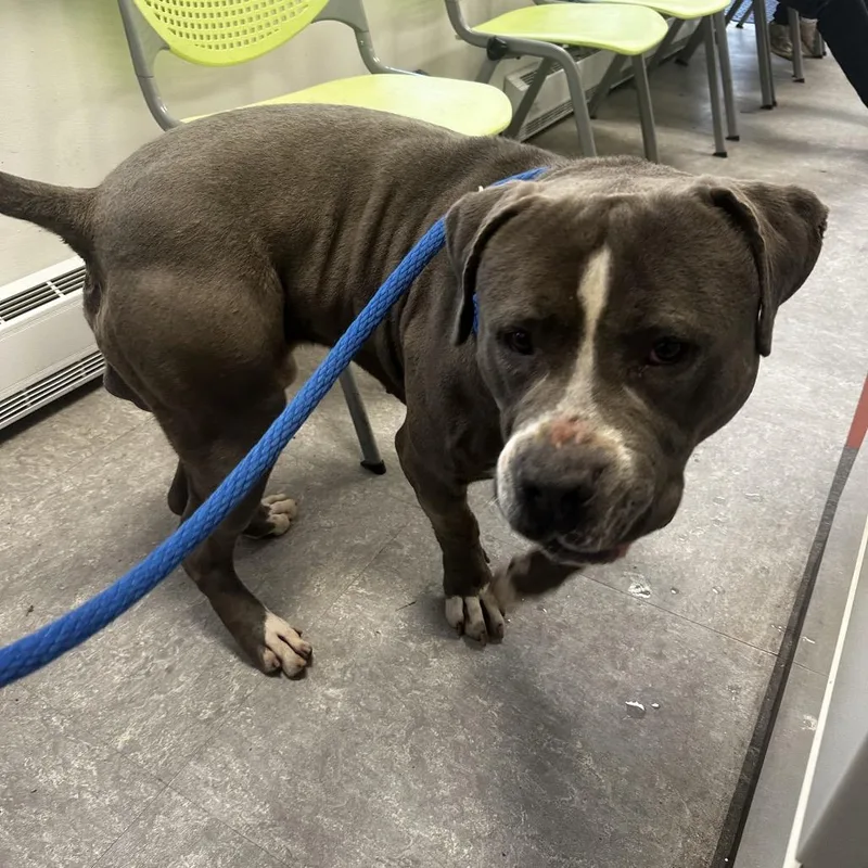 An adult large-sized male Gray / Blue / Silver Mixed Breed dog named Juice for adoption in Philadelphia, PA