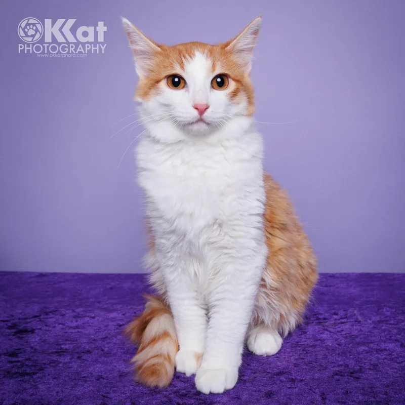 A young medium-sized male Orange & White Domestic Long Hair cat named Stitch for adoption in Crescent, OK