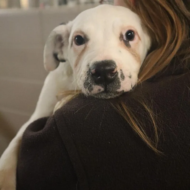 A baby small-sized female White / Cream Mixed Breed dog named Dawn for adoption in Waukesha, WI