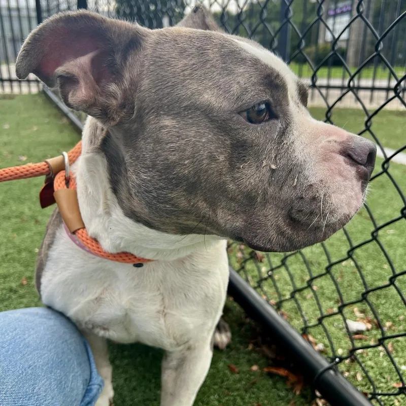 An adult medium-sized female Brindle Mixed Breed dog named Brookie for adoption in Memphis, TN