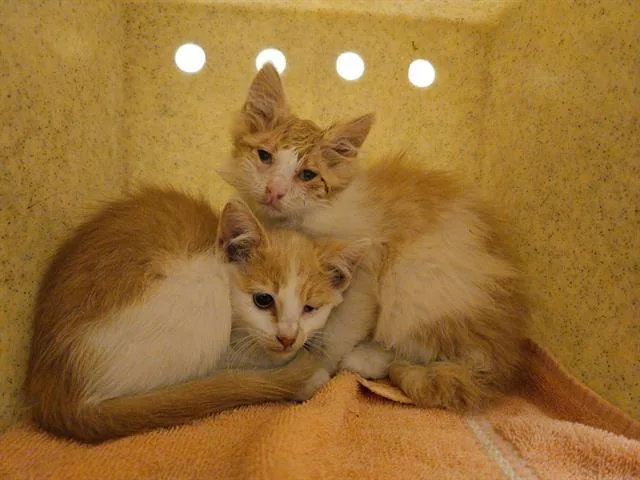 A baby small-sized male Domestic Short Hair cat named Caben for adoption in Tustin, CA