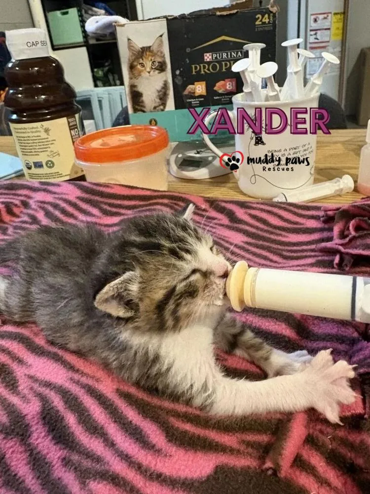 A baby small-sized male Domestic Short Hair cat named Slayer Litter:  Xander for adoption in Council Bluffs, IA