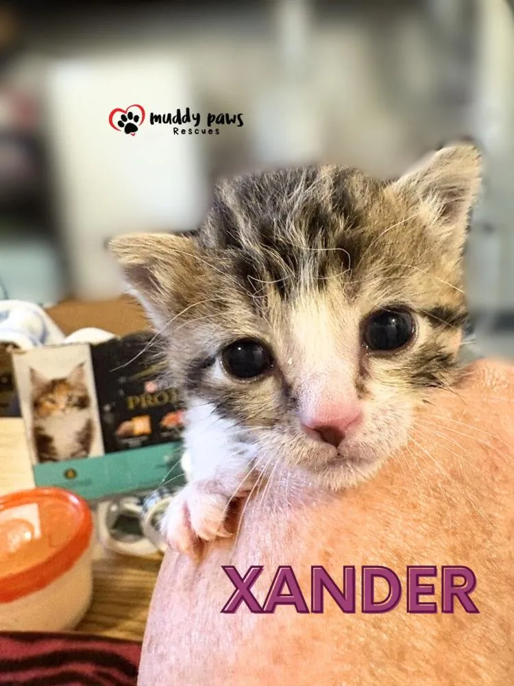 Slayer Litter:  Xander thumbnail 2