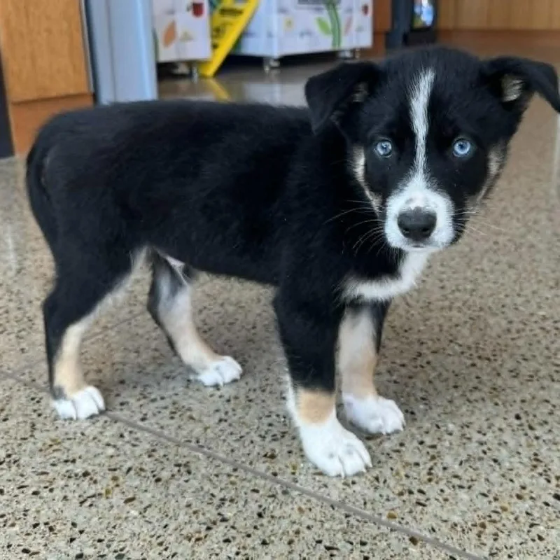 A baby medium-sized male Black Husky dog named Castiel for adoption in Olathe, KS