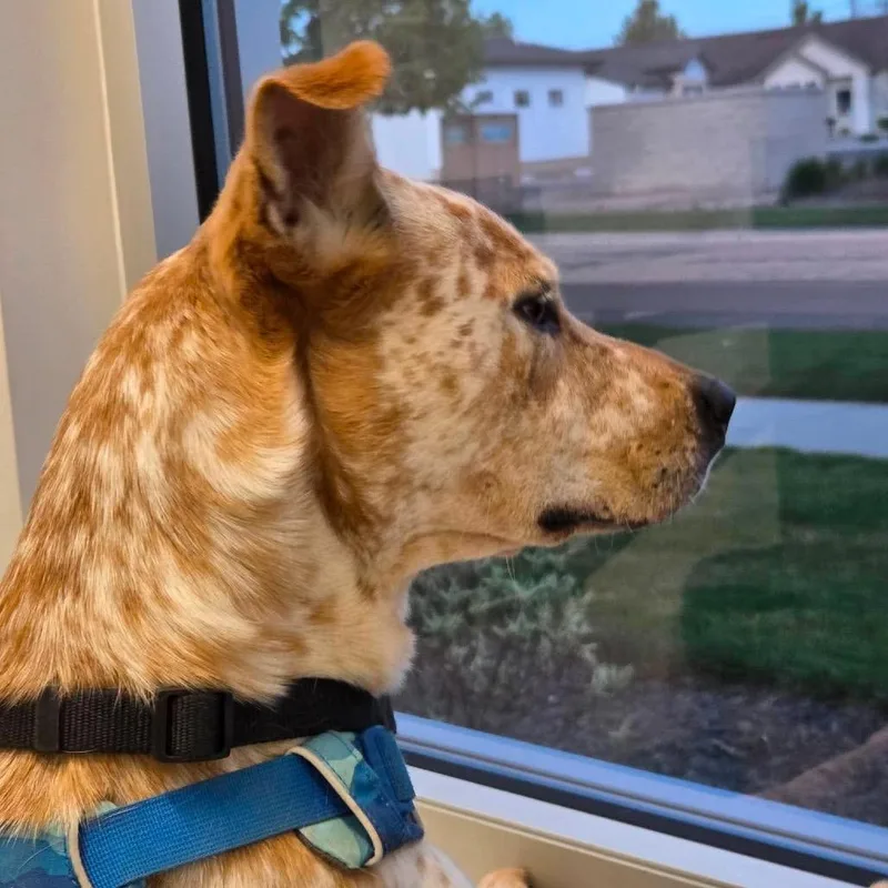 An adult medium-sized female Red / Chestnut / Orange Cattle Dog dog named Mora for adoption in Nampa, ID