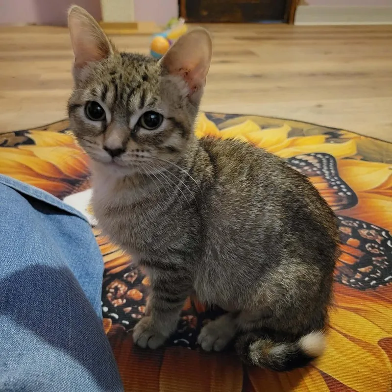 A baby small-sized female Tabby (Brown / Chocolate) Domestic Short Hair cat named Blue for adoption in Mishawaka, IN