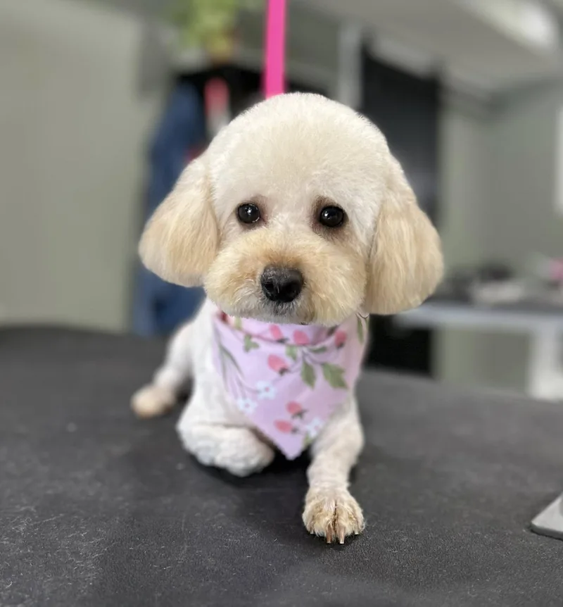 An adult small-sized female White / Cream Poodle dog named Dahlia for adoption in Godfrey, IL