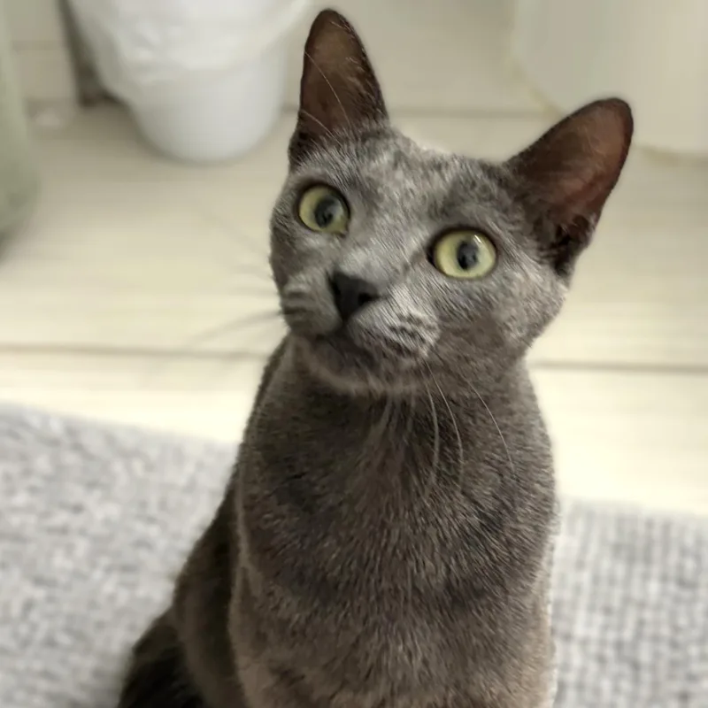 A young medium-sized female Gray / Blue / Silver Domestic Short Hair cat named Lyre for adoption in Denver, CO