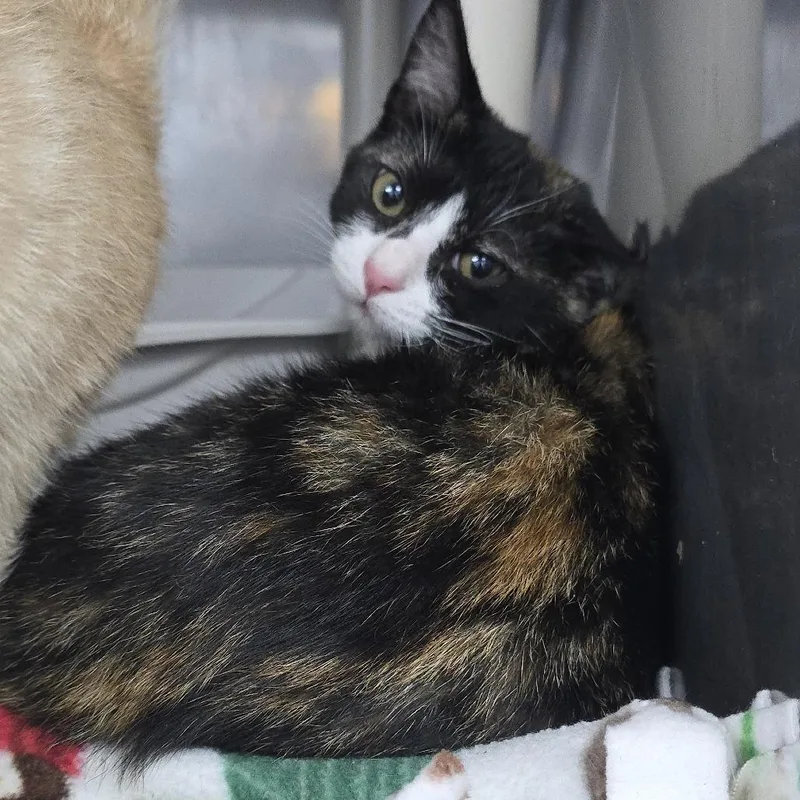 A baby small-sized female Calico Domestic Short Hair cat named Cleo for adoption in Yanceyville, NC