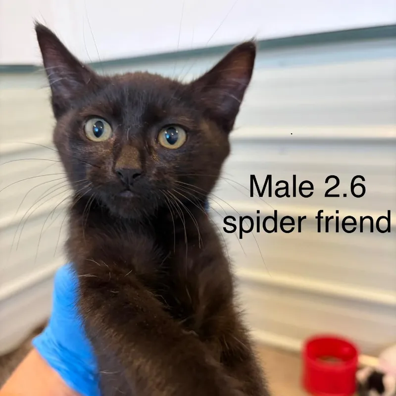 A baby small-sized male Black Domestic Short Hair cat named B Ned for adoption in Centralia, WA