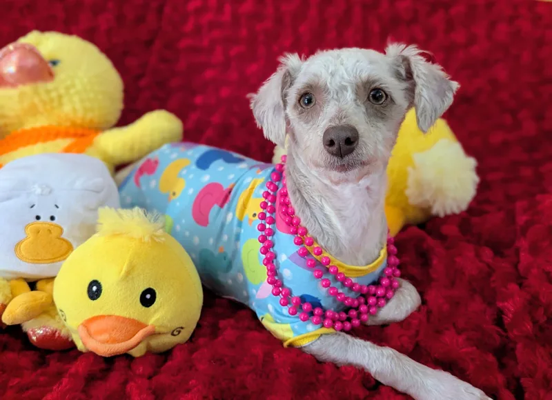Duckie
