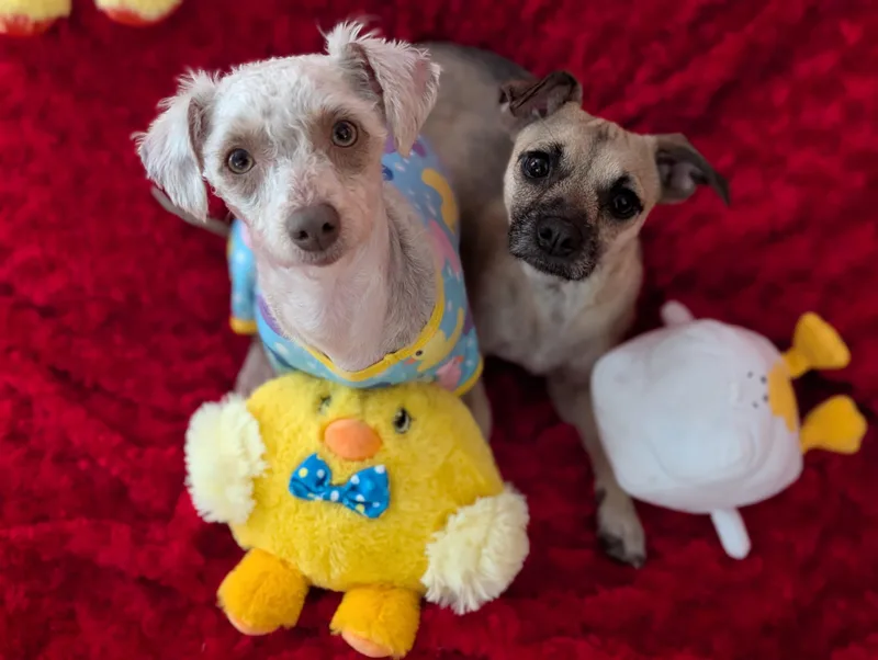 Duckie thumbnail 2