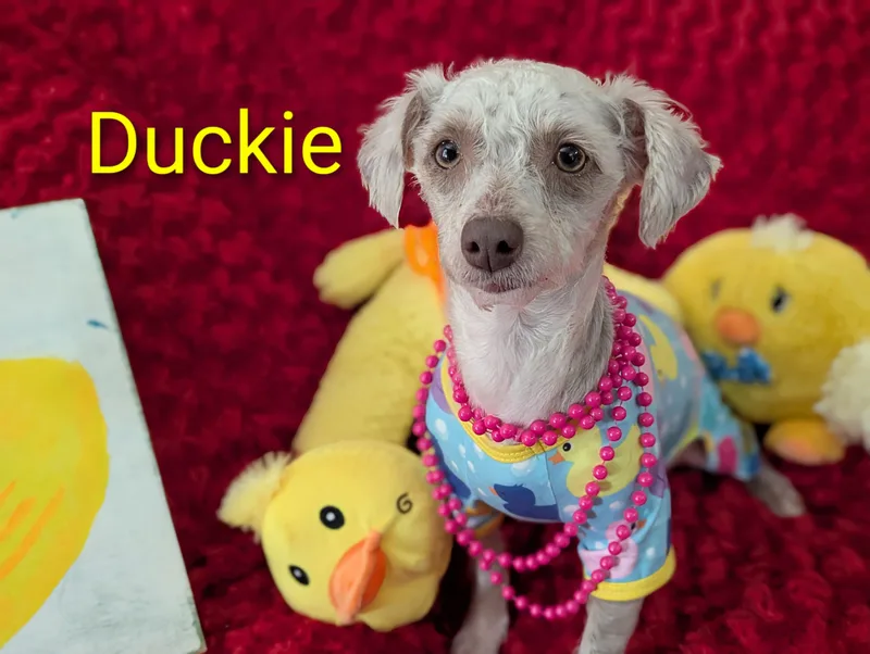 Duckie thumbnail 3