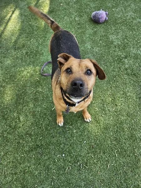 An adult large-sized male Pit Bull Terrier dog named Jj for adoption in Escondido, CA