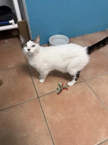 A senior medium-sized male Domestic Short Hair cat named Tony for adoption in North Miami Beach, FL