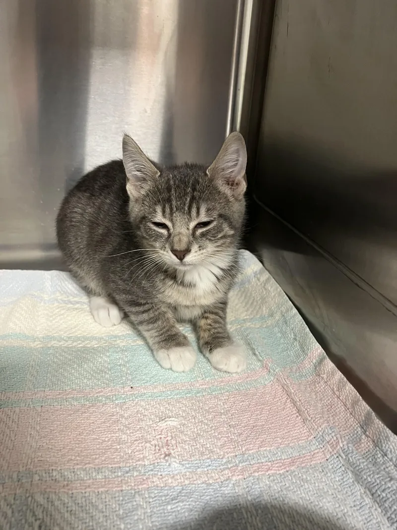 A baby small-sized male Domestic Short Hair cat named Mykonos for adoption in Chico, CA