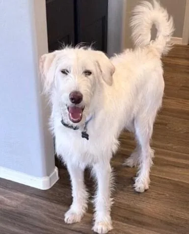 A baby large-sized male White / Cream Poodle dog named Blackjack  Mikkis 🐶 for adoption in Anthem, AZ
