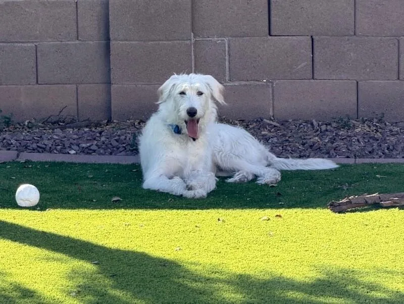 Blackjack  Mikkis 🐶 thumbnail 2