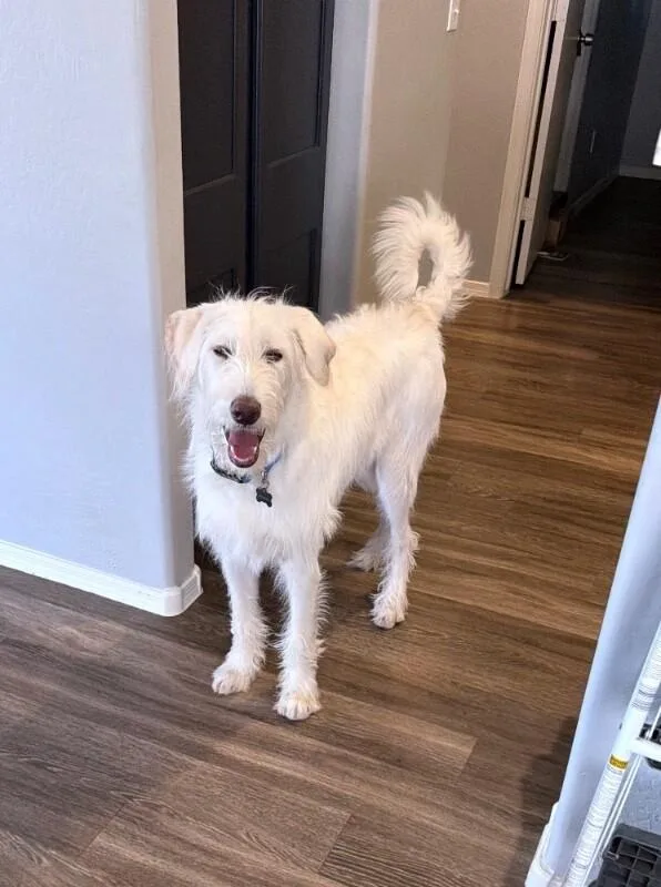 Blackjack  Mikkis 🐶 thumbnail 3