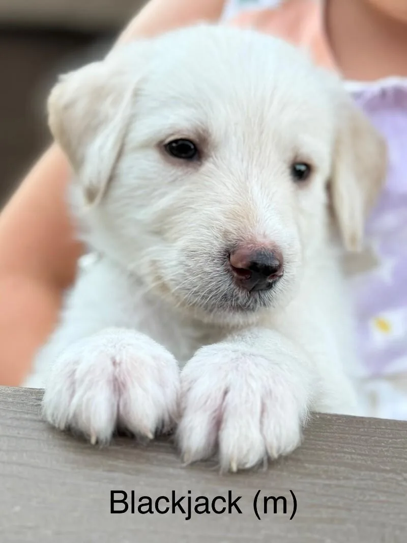 Blackjack  Mikkis 🐶 thumbnail 4