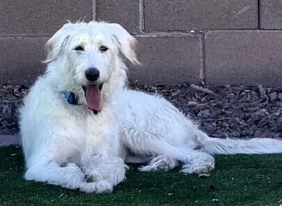 Blackjack  Mikkis 🐶 thumbnail 5