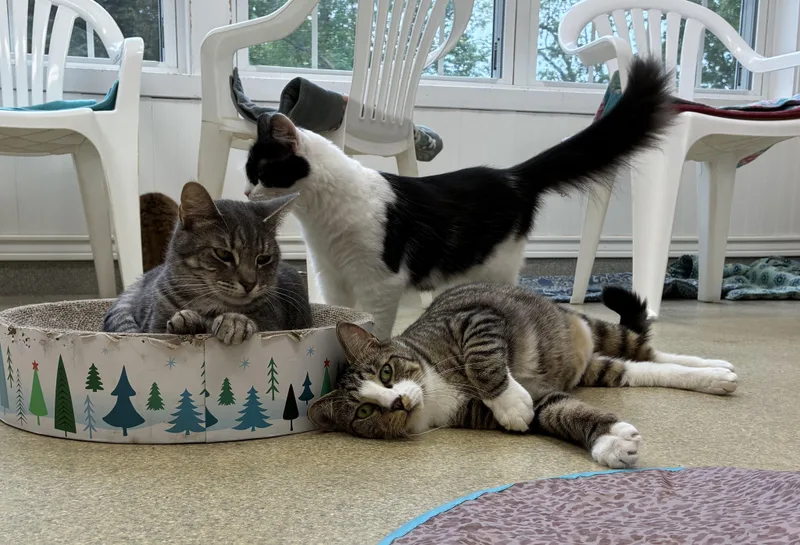 A young medium-sized male Tabby (Brown / Chocolate) Domestic Short Hair cat named Kirande for adoption in Westbrook, CT