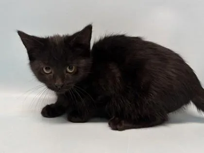 A baby small-sized male Domestic Short Hair cat named Balfour for adoption in Golden Valley, MN