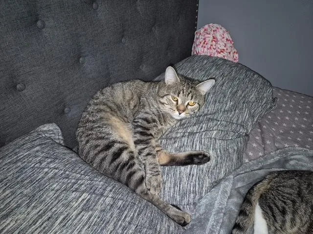 A young medium-sized male Brown / Chocolate Tiger cat named Simba for adoption in Farmingville, NY