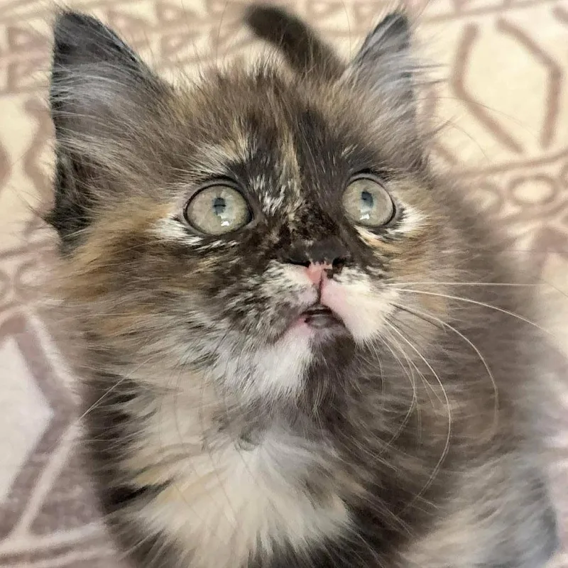 A baby small-sized female Brown / Chocolate Domestic Long Hair cat named Hip Hop for adoption in Winchester, VA
