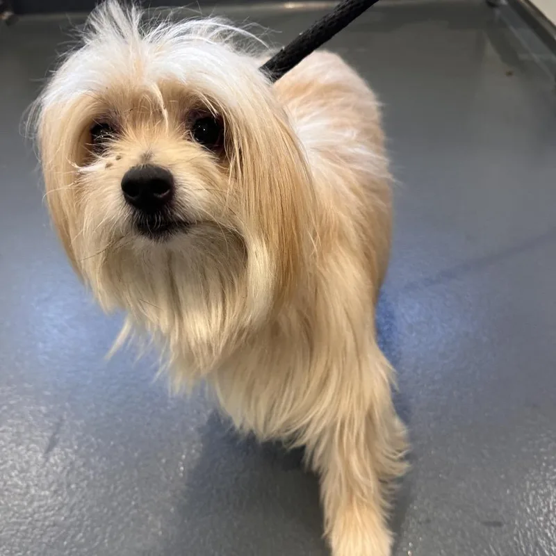 An adult small-sized male White / Cream Mixed Breed dog named Primo for adoption in Allentown, PA