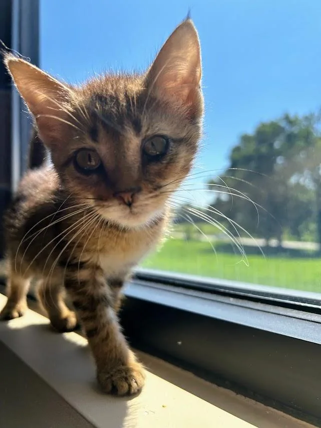 A baby medium-sized female Tabby (Brown / Chocolate) Domestic Short Hair cat named Dusty for adoption in Effingham, IL