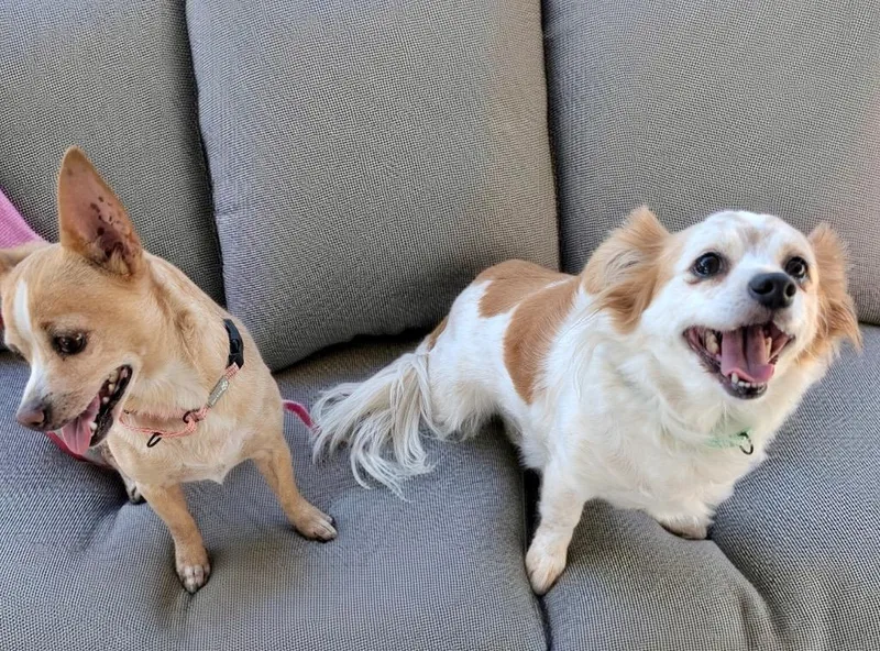 Rosiebonded With Gypsy! thumbnail 4