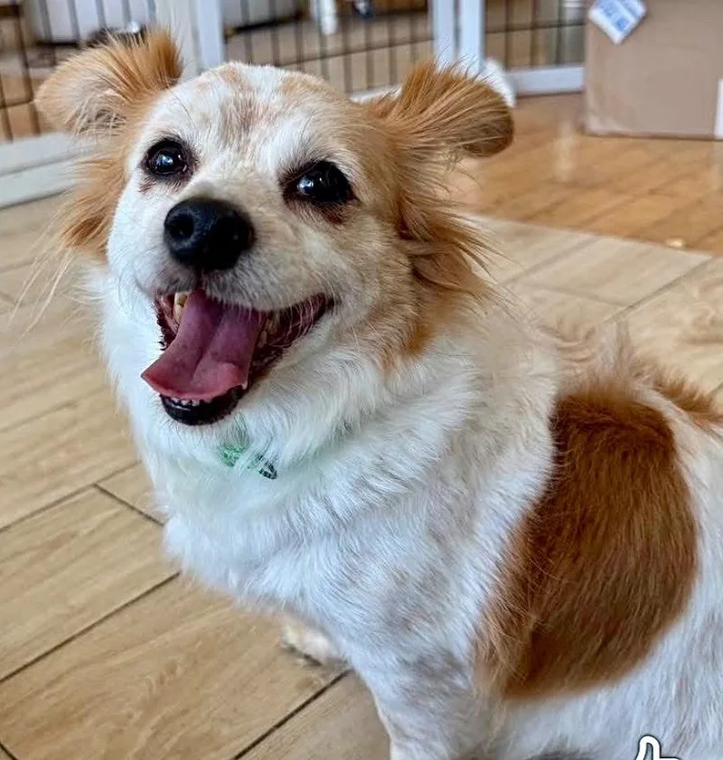 Rosiebonded With Gypsy! thumbnail 5