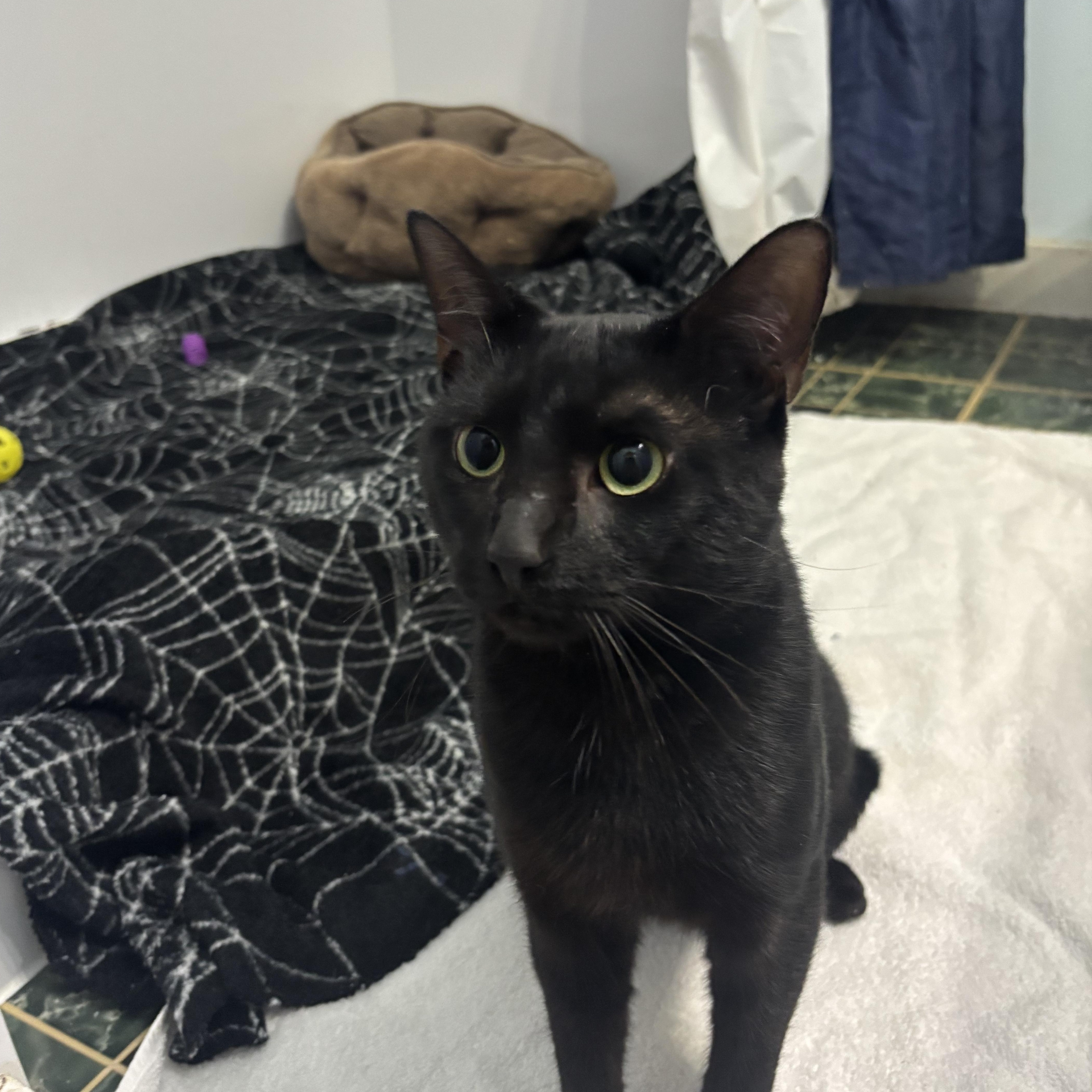 A young small-sized male Domestic Short Hair cat named Salem for adoption in Camp Hill, PA