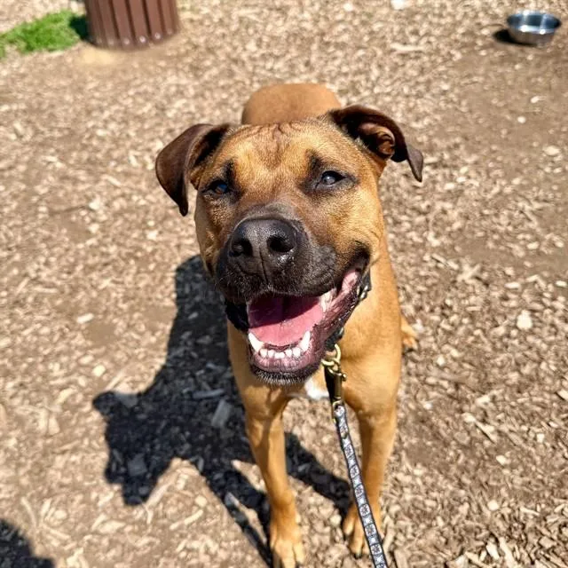 An adult large-sized male Boxer dog named Scrappy for adoption in Leesburg, VA