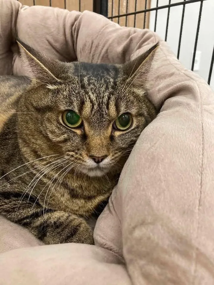 A young medium-sized female Tabby (Brown / Chocolate) Domestic Short Hair cat named Potato for adoption in Cleveland, OH
