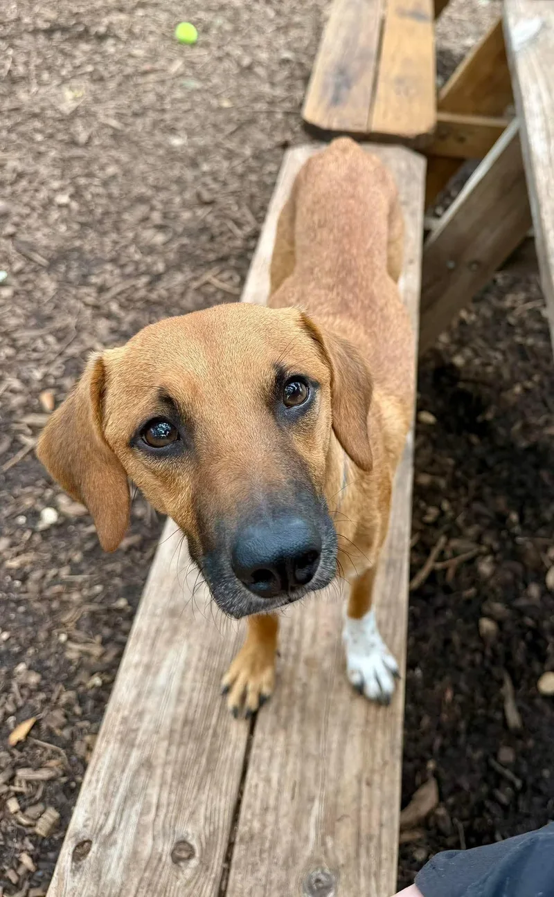 A young small-sized male Terrier dog named Lucas for adoption in Austin, TX