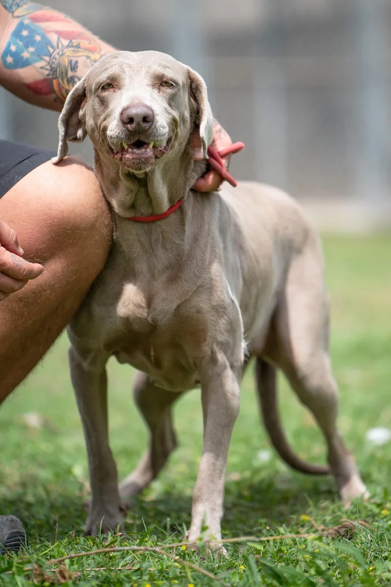 An adult medium-sized female Gray / Blue / Silver Weimaraner dog named Cora for adoption in Tomball, TX
