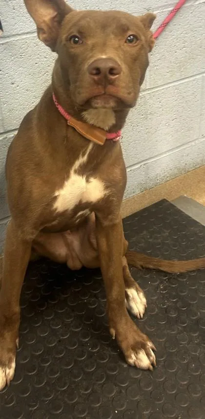 A young medium-sized male Mixed Breed dog named Acorn for adoption in Chamblee, GA