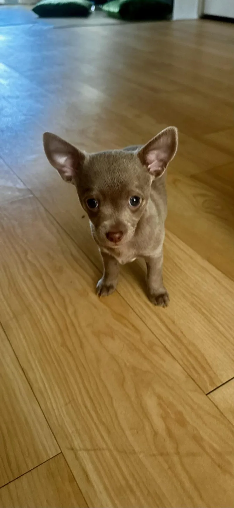 A baby small-sized male Yellow / Tan / Blond / Fawn Chiweenie dog named Sterling for adoption in Lafayette, CA