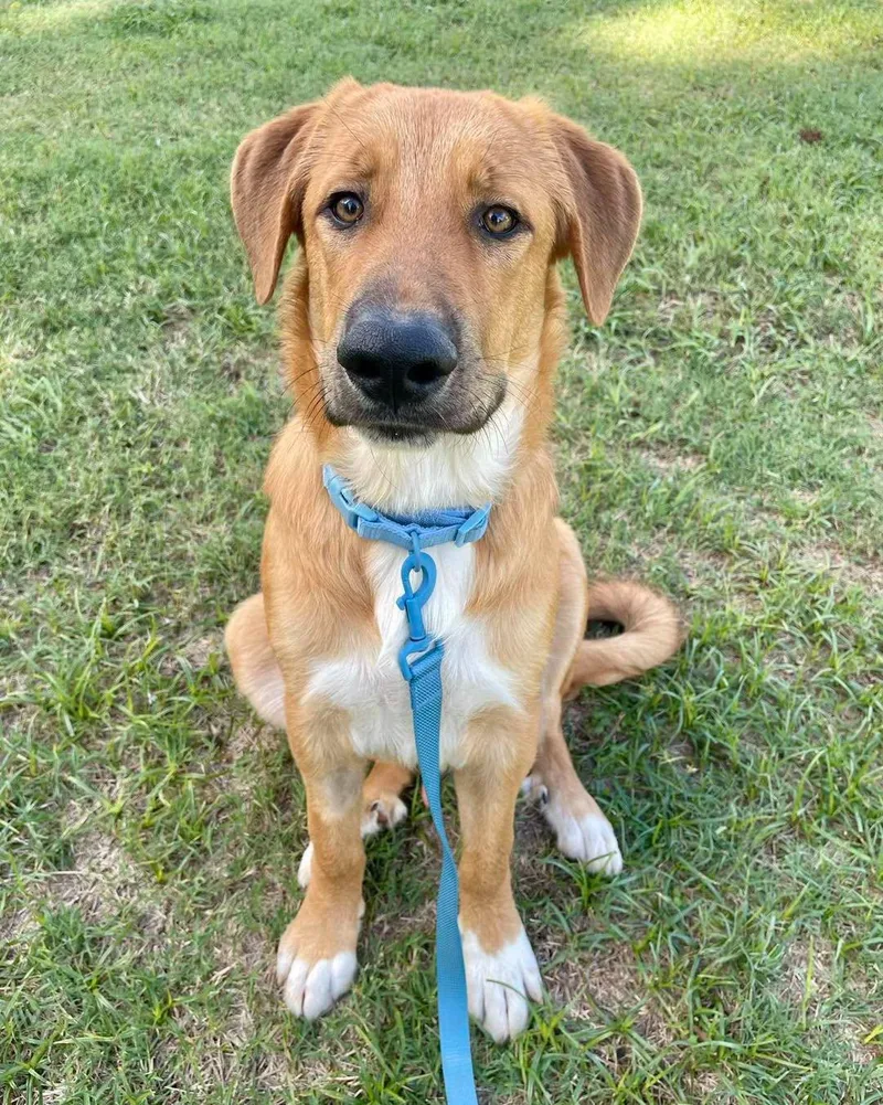 A young large-sized male Anatolian Shepherd dog named D.o.g. for adoption in Stillwater, OK