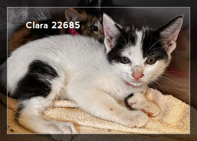 A baby medium-sized female Black & White / Tuxedo Domestic Medium Hair cat named Clara for adoption in Marietta, GA