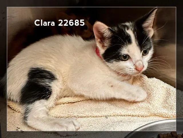 Clara thumbnail 2