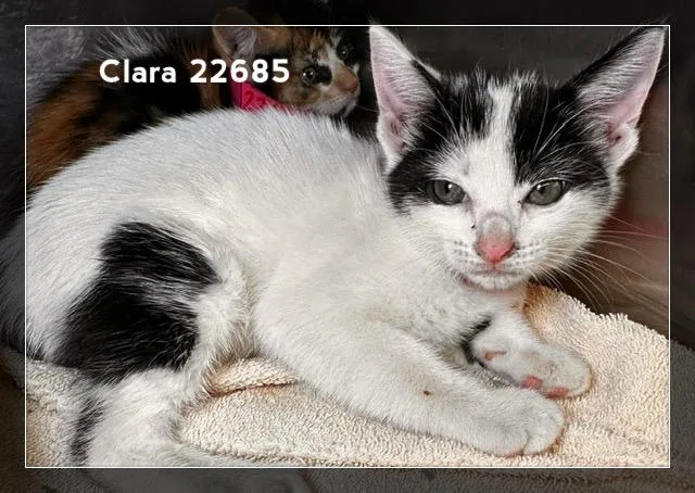 Clara thumbnail 3