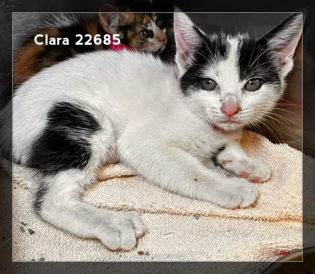 Clara thumbnail 4
