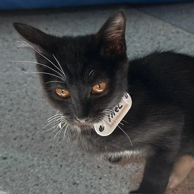 A baby medium-sized male Tuxedo cat named Mel  Cute Little for adoption in Hoquiam, WA